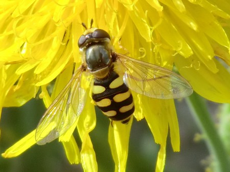 Terrasjeskommazwever - Eupeodes Corollae